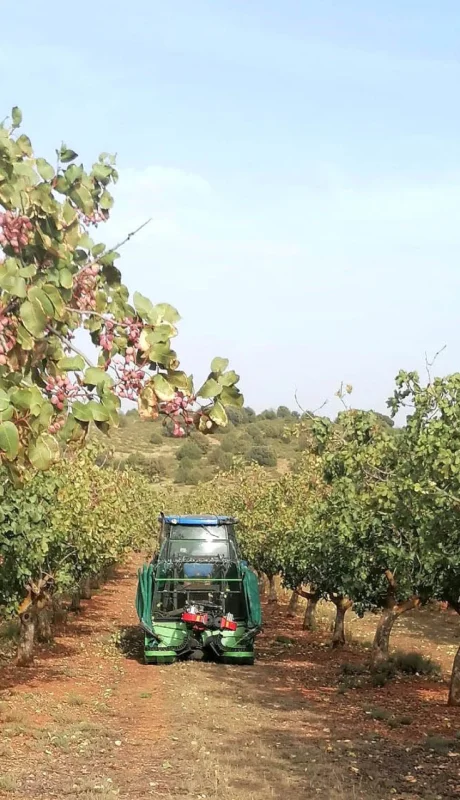 Cosecha pistachos