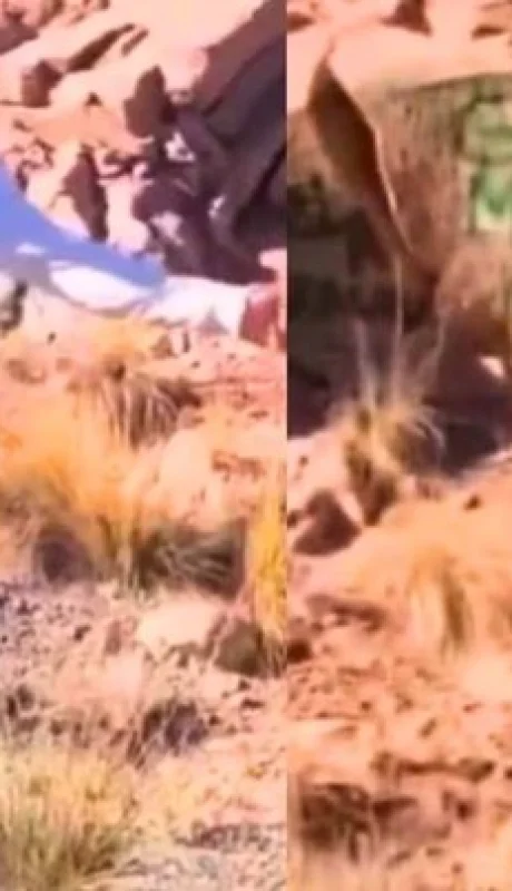 Piedras vandalizadas en Potrerillos: los turistas podrían pagar hasta $24 millones