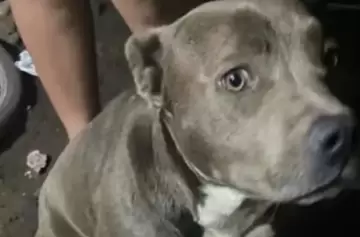 Escalofriantes detalles de la autopsia del nene que murió atacado por pitbulls