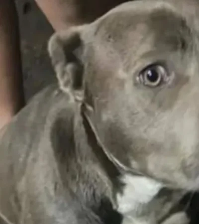 Perros como este provocaron la horrenda tragedia. (Foto: web)