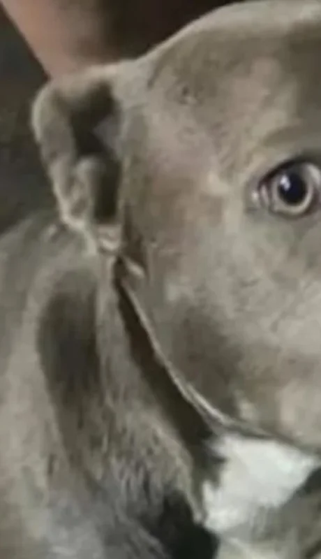 Perros como este provocaron la horrenda tragedia. (Foto: web)