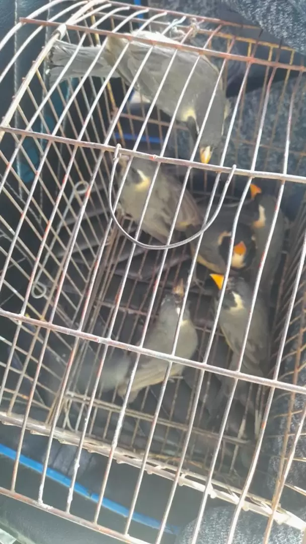 Pichones/ Fuente: Ministerio de Seguridad