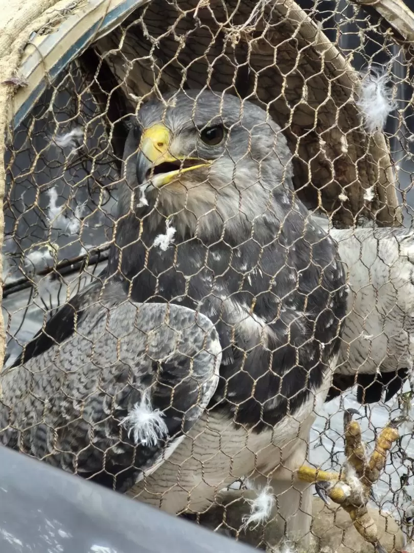 Águila Mora/ Fuente: Ministerio de Seguridad