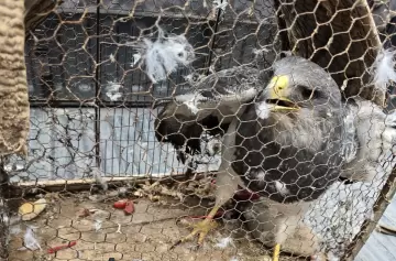 Fuerte operativo en Maipú: ofrecía un águila mora por redes sociales y fue detenido