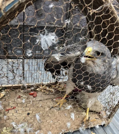 Águila Mora/ Fuente: Ministerio de Seguridad