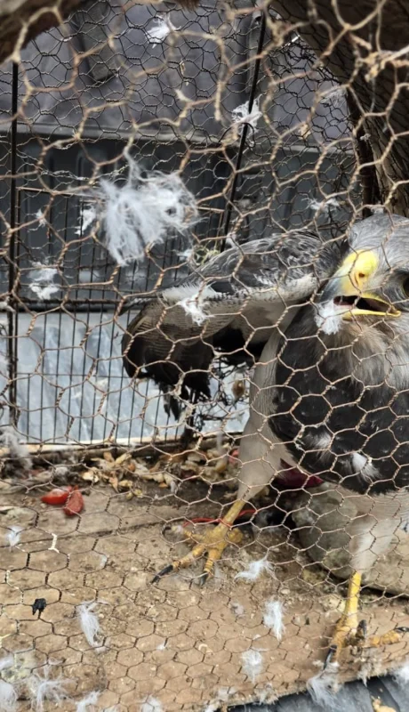 Águila Mora/ Fuente: Ministerio de Seguridad