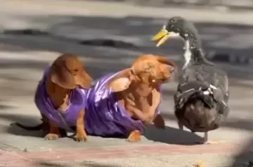 El Pato Juan: icono de la ciudad de Mendoza y la triste realidad de su ausencia