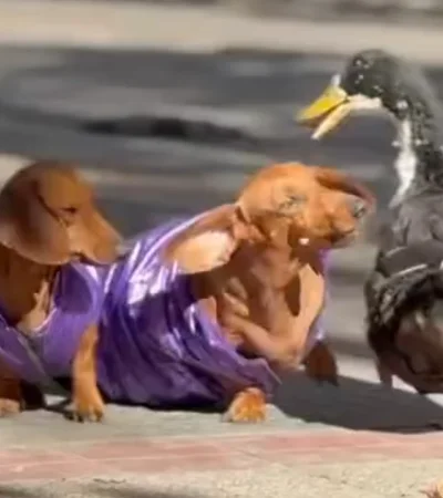 Sacan al Pato Juan del Kilómetro 0 y la gente junta firmas para traerlo de vuelta.