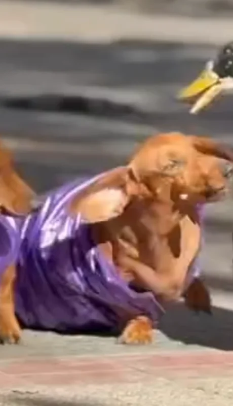 Sacan al Pato Juan del Kilómetro 0 y la gente junta firmas para traerlo de vuelta.