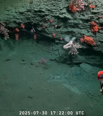 Misión del Conicet.