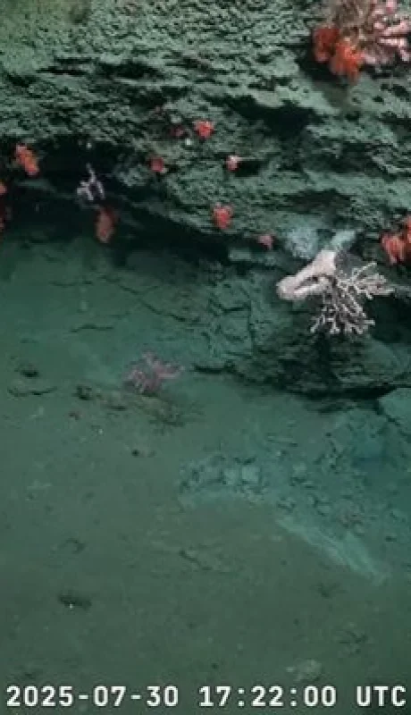 Misión del Conicet.