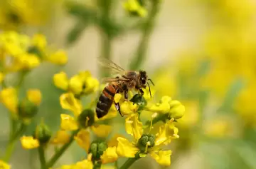 Ruda y caña: el ritual del 1° de agosto que limpia cuerpo, mente y energía
