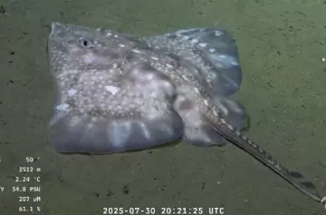 Esponjas carnívoras y peces que brillan: especies marinas raras en el mar argentino