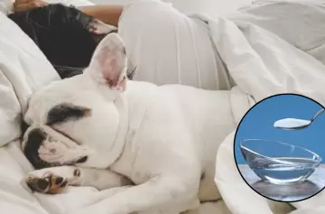 Cómo eliminar el olor a perro de tu cama: conocé este método casero y rápido