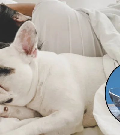 Eliminá de manera casera el olor a perro de tu cama.