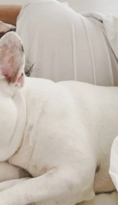 Eliminá de manera casera el olor a perro de tu cama.