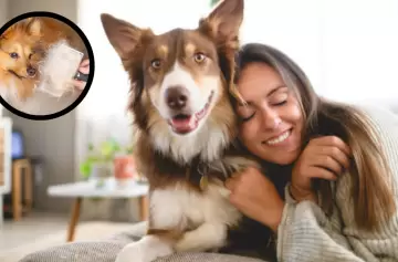Cómo sacar los pelos de perro de tu ropa en segundos: la forma más efectiva