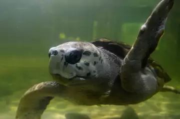 El Tortugo Jorge desapareció del radar tras un ciclón en Brasil y crece la incertidumbre