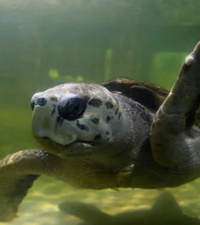 Sin señal del Tortugo Jorge: qué se sabe y por qué los científicos no se alarman.