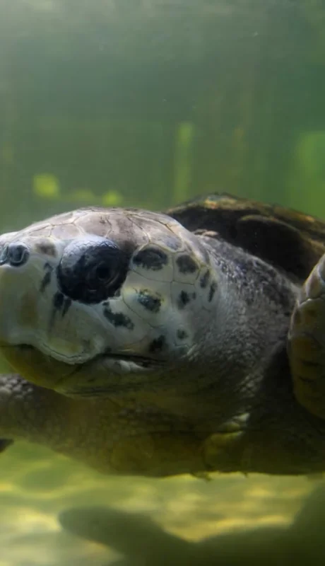 Sin señal del Tortugo Jorge: qué se sabe y por qué los científicos no se alarman.