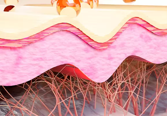 El colágeno tipo 1 está ampliamente presente en la dermis de la piel y esencial en los huesos, proporcionando resistencia y elasticidad.