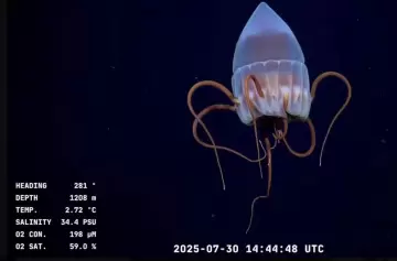 El streaming del Conicet llega a la Patagonia: explorarán el mar de Río Negro y Chubut