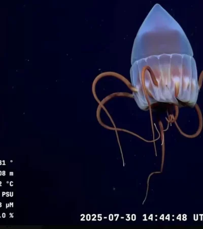 Tras el éxito en Mar del Plata, la expedición del CONICET estudiará las profundidades frente a la costa patagónica.