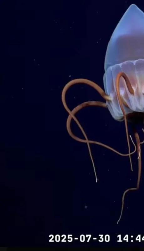 Tras el éxito en Mar del Plata, la expedición del CONICET estudiará las profundidades frente a la costa patagónica.