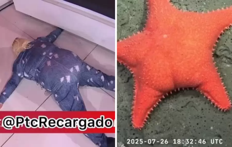 La Barby se transforma en estrella de mar.