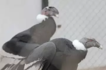 El Centro de Rescate de la Fundación S.O.S recuperó cóndores heridos