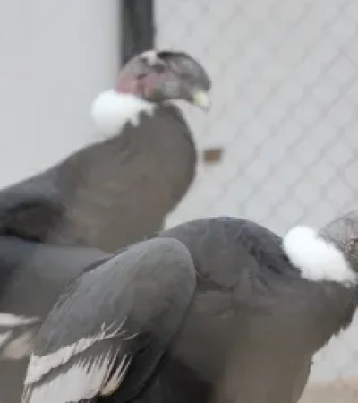 Los cóndores heridos rescatado por la Fundación S.OS/