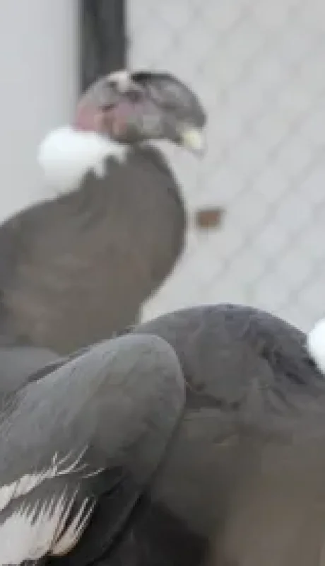 Los cóndores heridos rescatado por la Fundación S.OS/