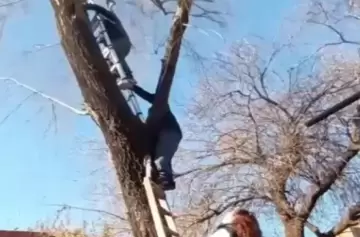 Vecinos salvaron a un gato tras cinco días atrapado en un árbol