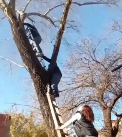 Vecinos salvaron a un gato tras cinco días atrapado en un árbol