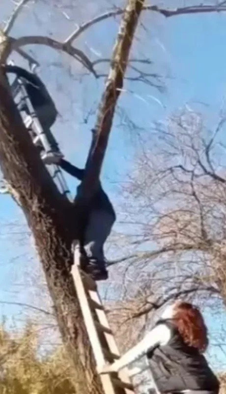 Vecinos salvaron a un gato tras cinco días atrapado en un árbol