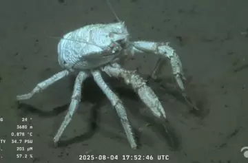 CONICET: hasta cuándo verlo en vivo y cuál será el objetivo de la próxima expedición