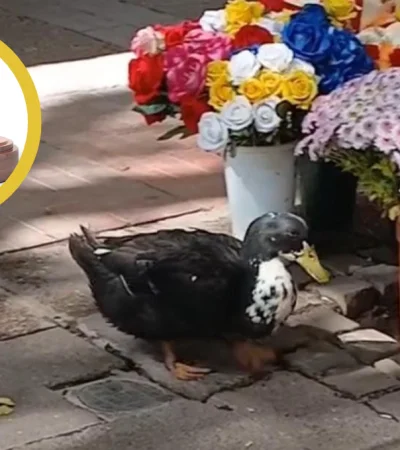 El Pato Juan tiene abogados.