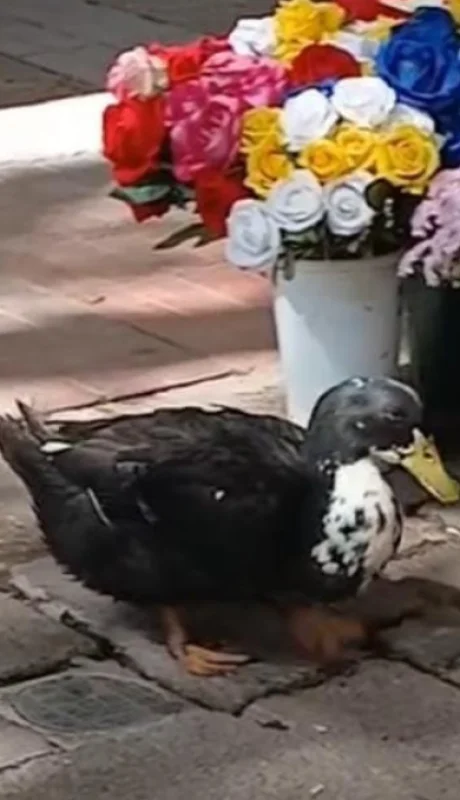 El Pato Juan tiene abogados.