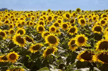 Buen primer semestre la las exportaciones agroindustriales: crecieron 4,5%