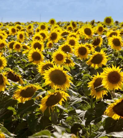 El girasol mostró un fuerte crecimiento