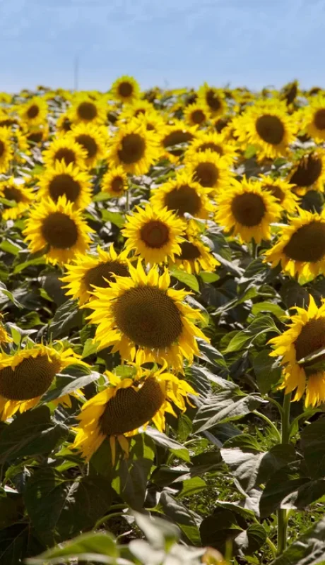 El girasol mostró un fuerte crecimiento