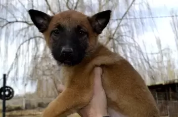 Policía de Río Negro recibe cachorros que serán entrenados como sabuesos expertos