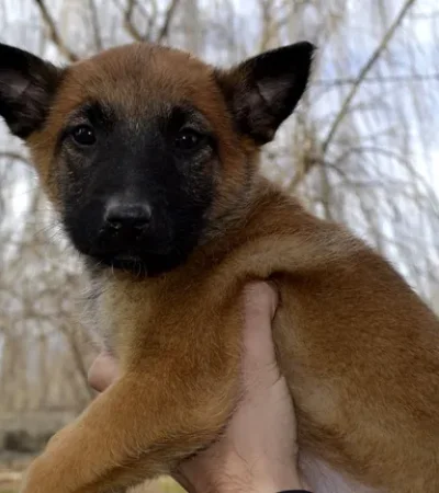 La Policía de Río Negro sumó seis cachorros.