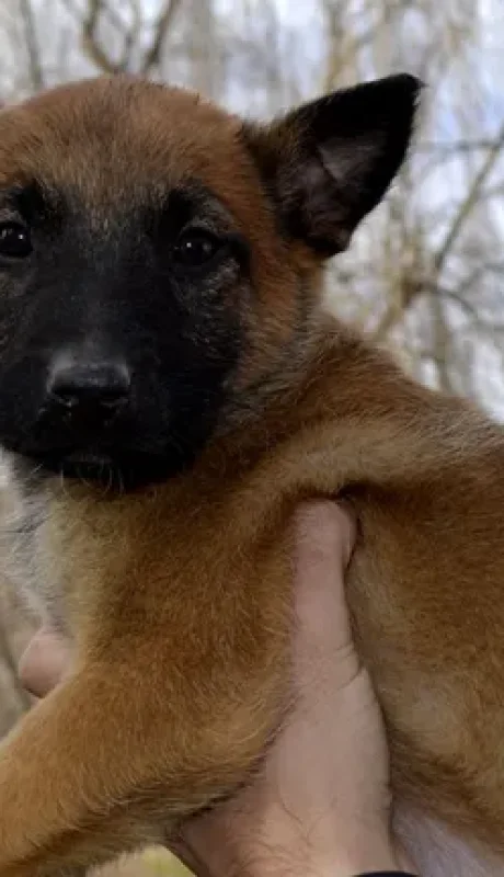 La Policía de Río Negro sumó seis cachorros.