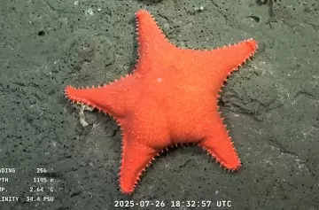 El streaming submarino del Conicet llegó al The New York Times