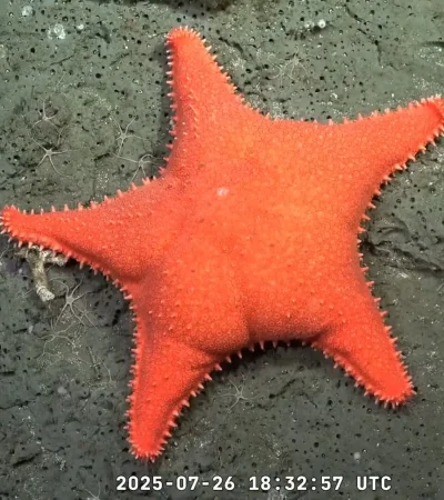 La estrella de mar descubierta por el Conicet llegó al New York Times.