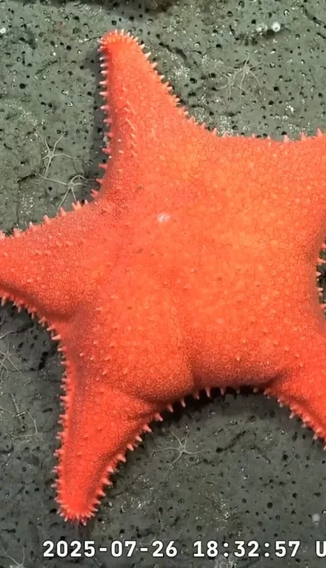 La estrella de mar descubierta por el Conicet llegó al New York Times.