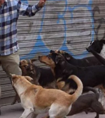 La normativa existe, pero no alcanza: violento ataque de perros en Guaymallén genera alarma (imagen ilustrativa).