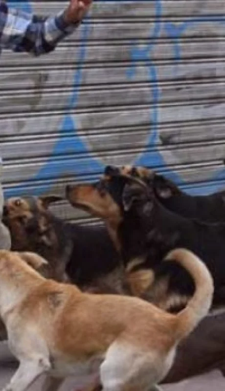La normativa existe, pero no alcanza: violento ataque de perros en Guaymallén genera alarma (imagen ilustrativa).