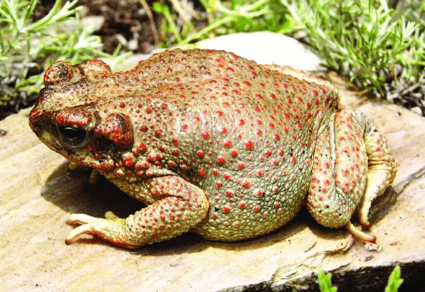 Un espécimen de la especie "sapo del Colorado".